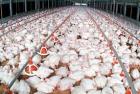 Poultry farm business